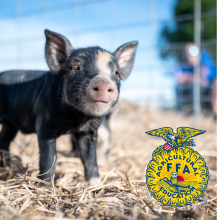 Baby Pig and FFA Logo